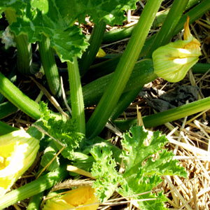 Zucchinis in Jane's Garden