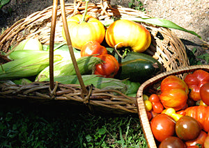 Zucchini, Cucumber and Tomatoes from Jane's Garden