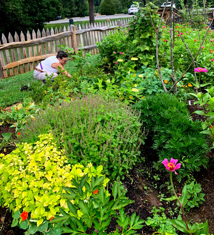 Jane Working in Our Plot in Bethabara Community Gardens, Bethabara Historical Park, Winston Salem, NC