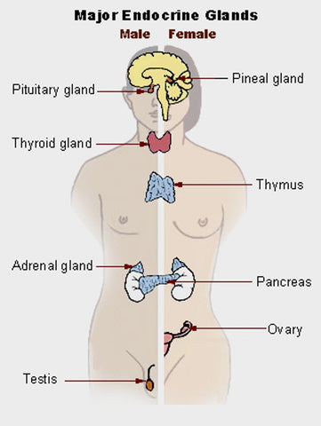 Diagram of the Endocrine System, Courtesy of US Government, Public Domain Image