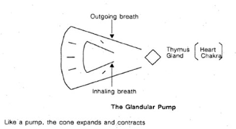 The Glandular Pump, Image Courtesy Marcel Vogel Estate