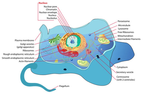 Image of Human Cell, Courtesy Wikimedia, Public Domain 