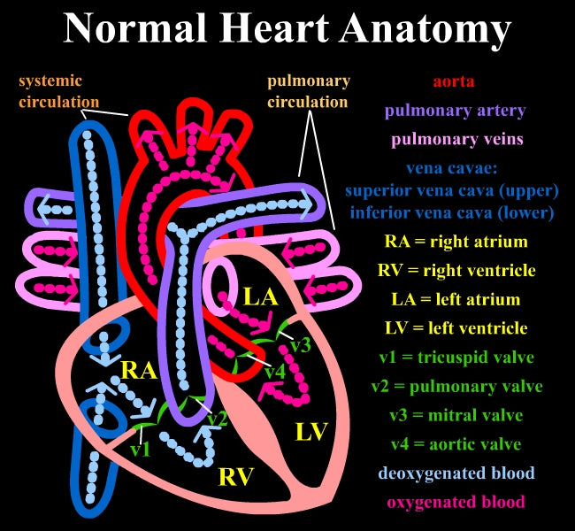 Diagram of Healthy Human Heart, created by Brandi Catt, courtesy of Wikimedia, under Creative Commons license that allows anyone to use it for any purpose, provided that the copyright holder is properly attributed.