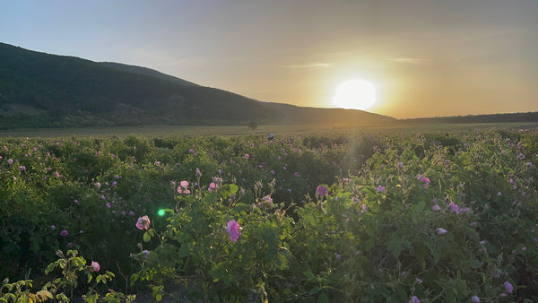 Sonnenaufgang-Rosenfelder-Bulgarien-Rosenwasser-Herstellung