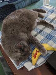 image of Sassy cat asleep on blanket with banana toy