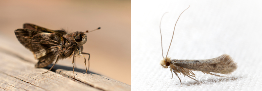 A picture of a pantry moth next to picture of a carpet moth.