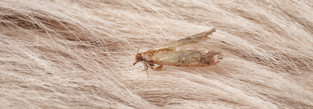 A clothes moth.