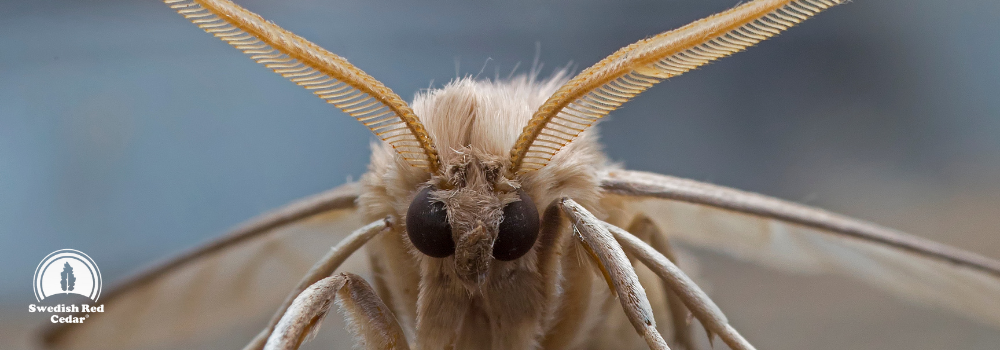 Close up picture of a moth.