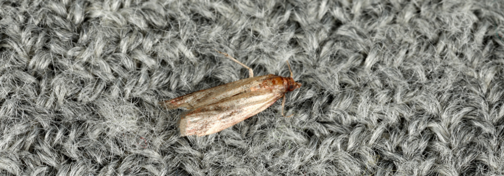 A clothes moth.