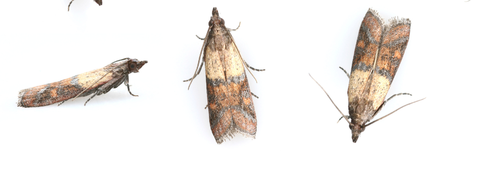 A close up on three pantry moths.
