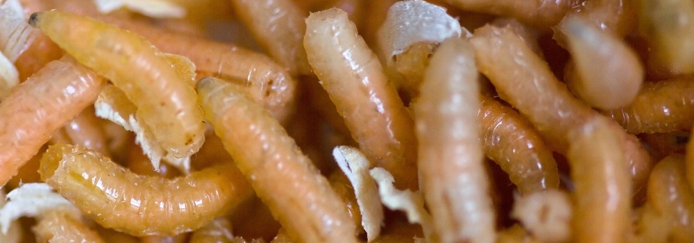 Close up on larvae.