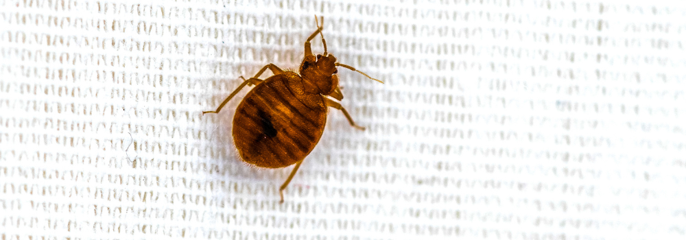 Close up on a bed bug.