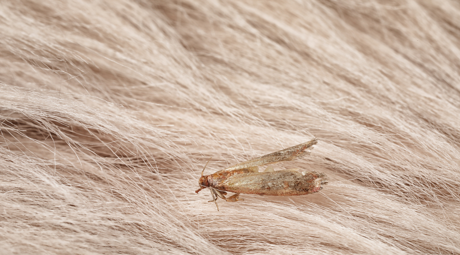 Clothes Moth And Carpet Moth Treatment 