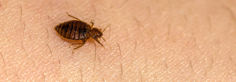 Bed Bug on human skin