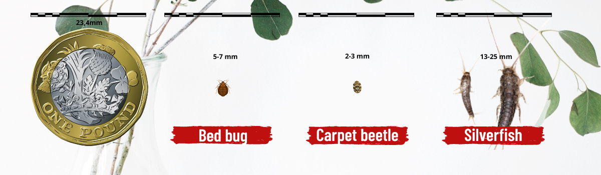 A size comparison of different pests.