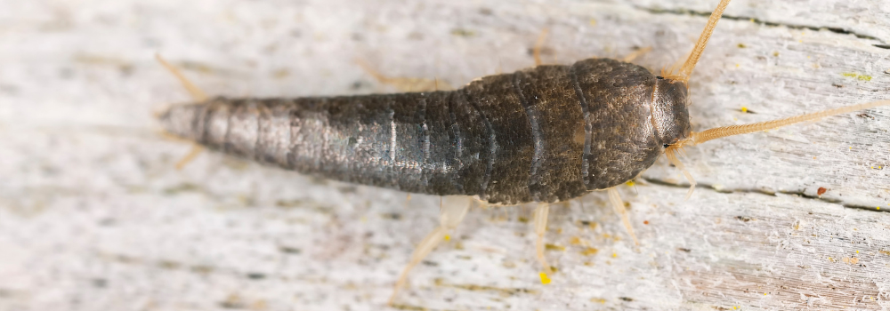 Close up on a silverfish.