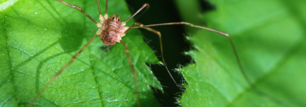 A Cellar Spider.