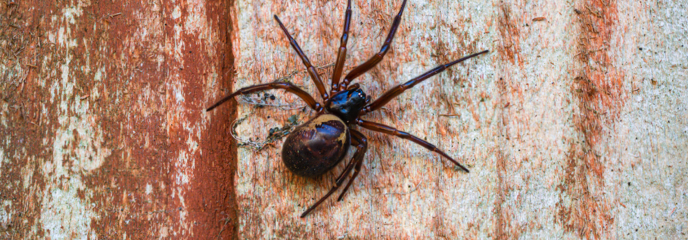 The False Widow Spider.