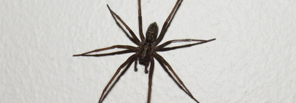 The Giant House Spider.