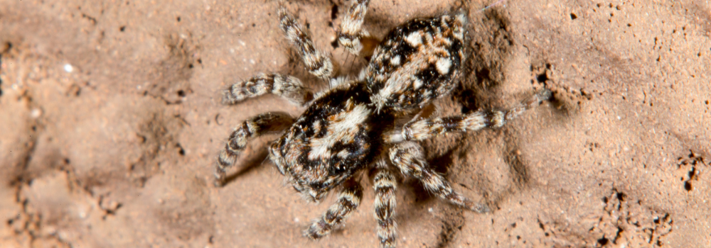 A Zebra Spider.