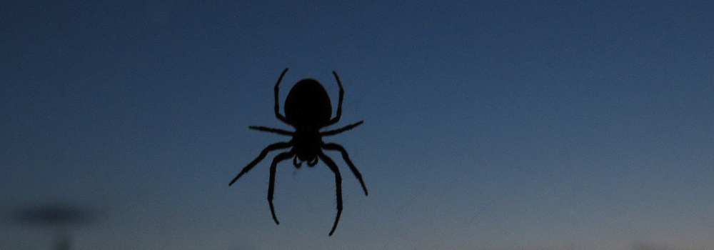The Cupboard Spider.