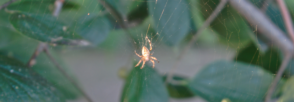 The Orb Weaver Spider.