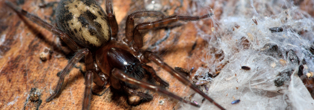 The Lace Web Spider