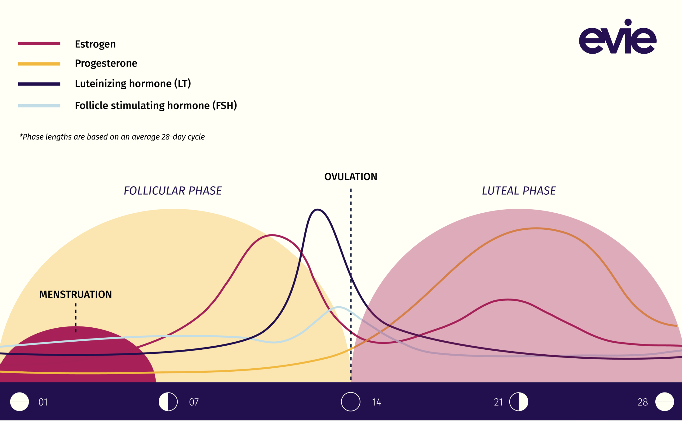 hormone fluctuations during the menstrual cycle