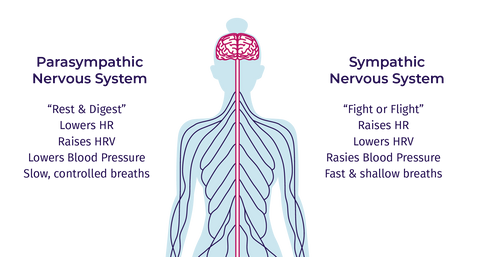 Nervous Systems