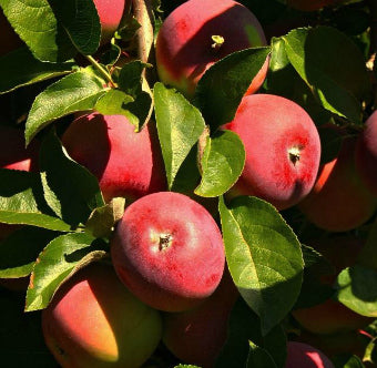 Apple Orchard Apples