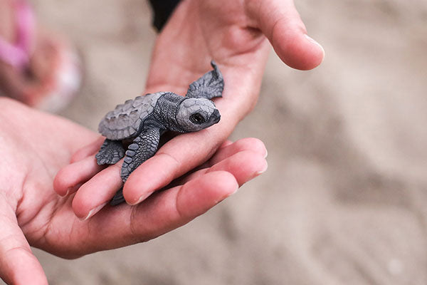 Charming Sea Turtles