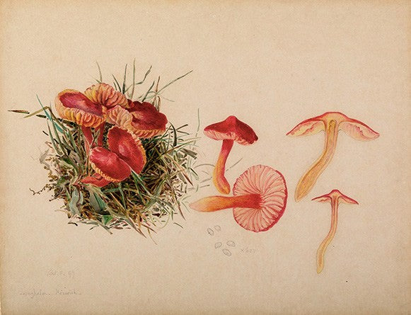 Beatrix Potter reproductive system of mushroom specimen