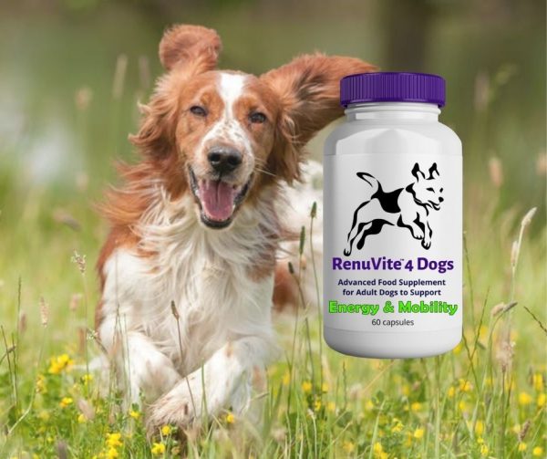 RenuVite 4 Dogs - anti-aging-for-dogs