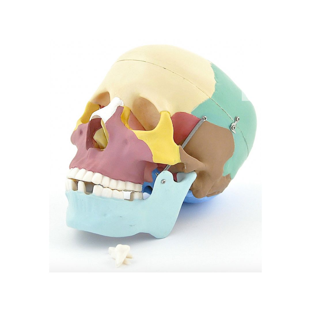 schedel - anatomie kopen - OMFT – Speak Academy