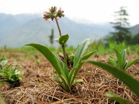 Nardostachys-jatamansi-fleur-dont-on-extrait-l-huile-essentielle-de-nard-de-l-hymalaya