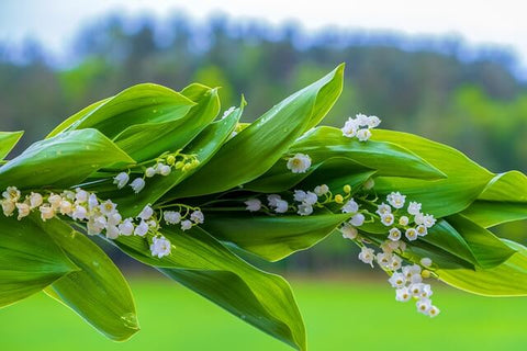 fleurs-de-muguet-pour-huile-essentielle