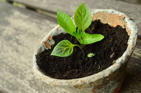 plante-dans-un-pot-en-terre-pour-controler-humidite-et-optimiser-la-croissance-vegetale