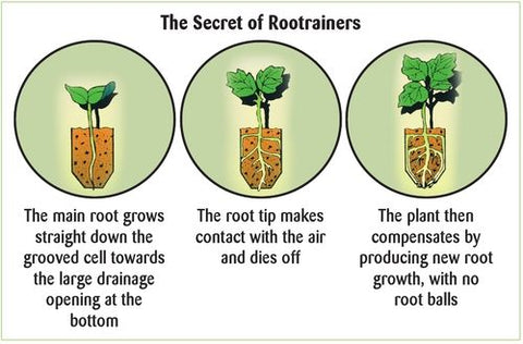 Rootrainer - How it Works