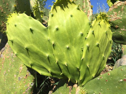 Are there any side effects of Nopalea cactus juice?