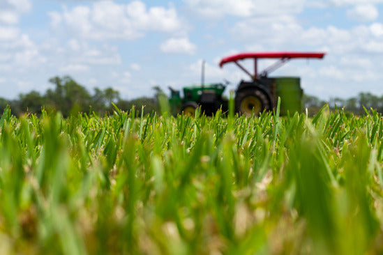Diverse grass varieties used in Bethel Farms Premium Sod for durability and low-maintenance landscaping.