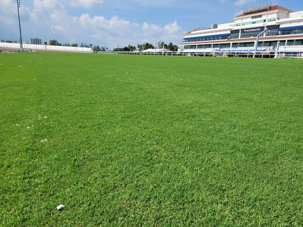 Find quality turf from Bethel Farms for a memorable experience.