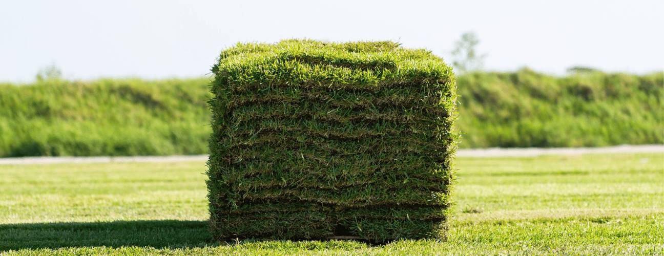 Shade tolerant grass sod of Bethel Farms