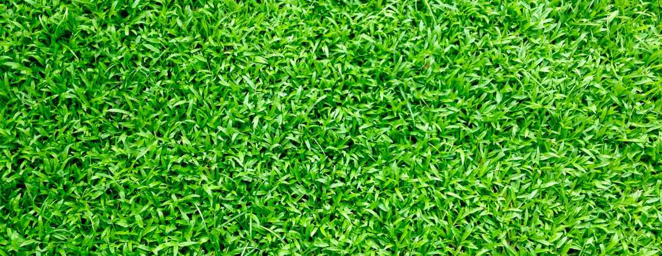 best-variety-of-bermuda-grass