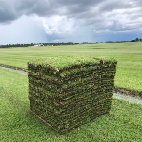 bethel-farms-grass-sod-in-field