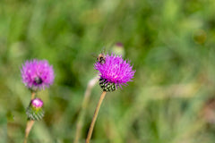 Bull thistle plant with purple flowers, prickly leaves, and a bee collecting pollen.