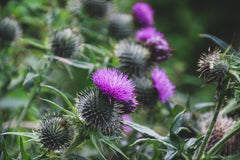 Canada thistle plant with purple flowers and spiky leaves.