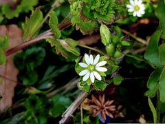 A common chickweed flower.