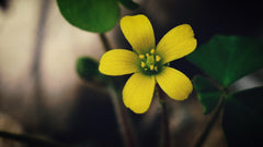 Close-up of a yellow woodsorrel flower.