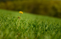 Dandelion growing in a lawn.