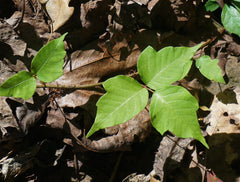 Poison ivy plant with clusters of three green leaves.